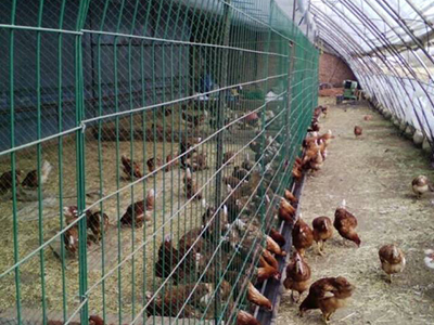 养殖用护栏网案例